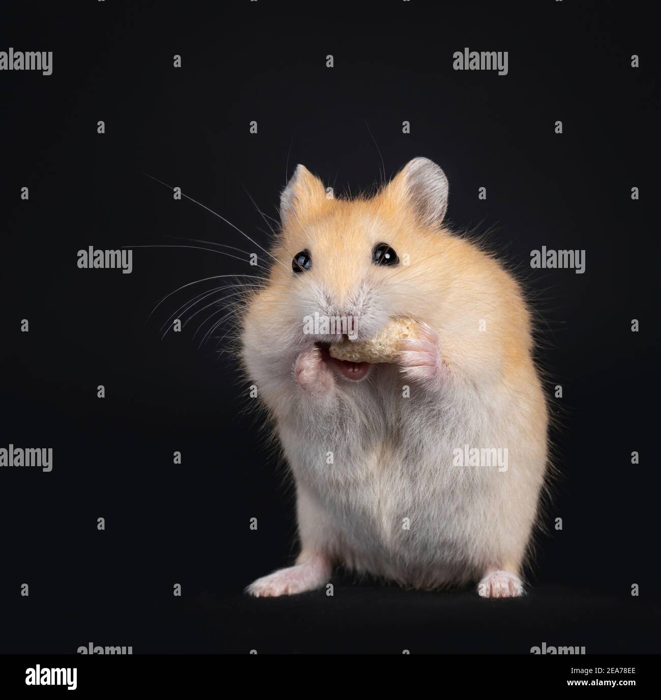 Red dwarf hamster eating fish food while standing on hind paws