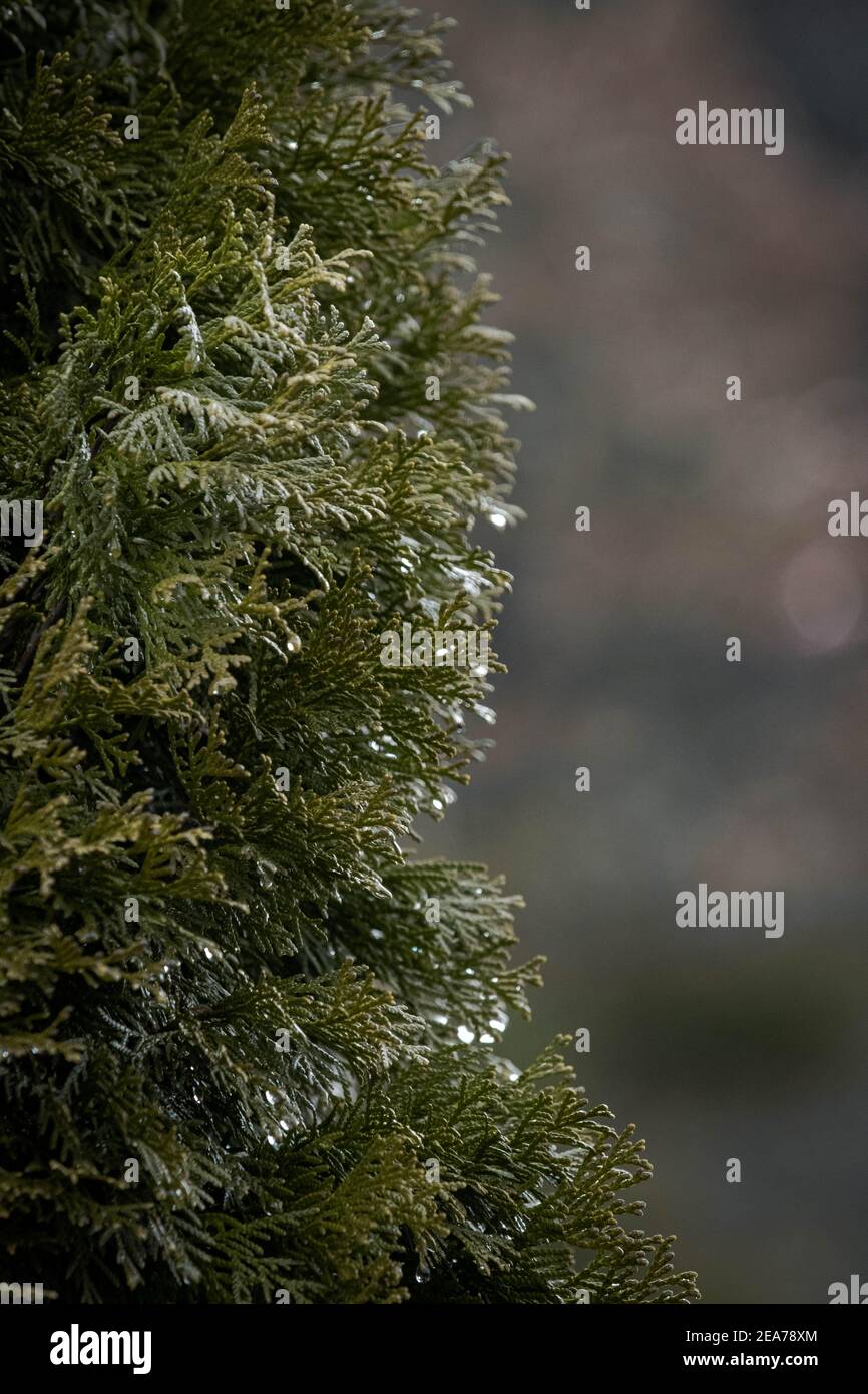 Close shots of a nature Stock Photo