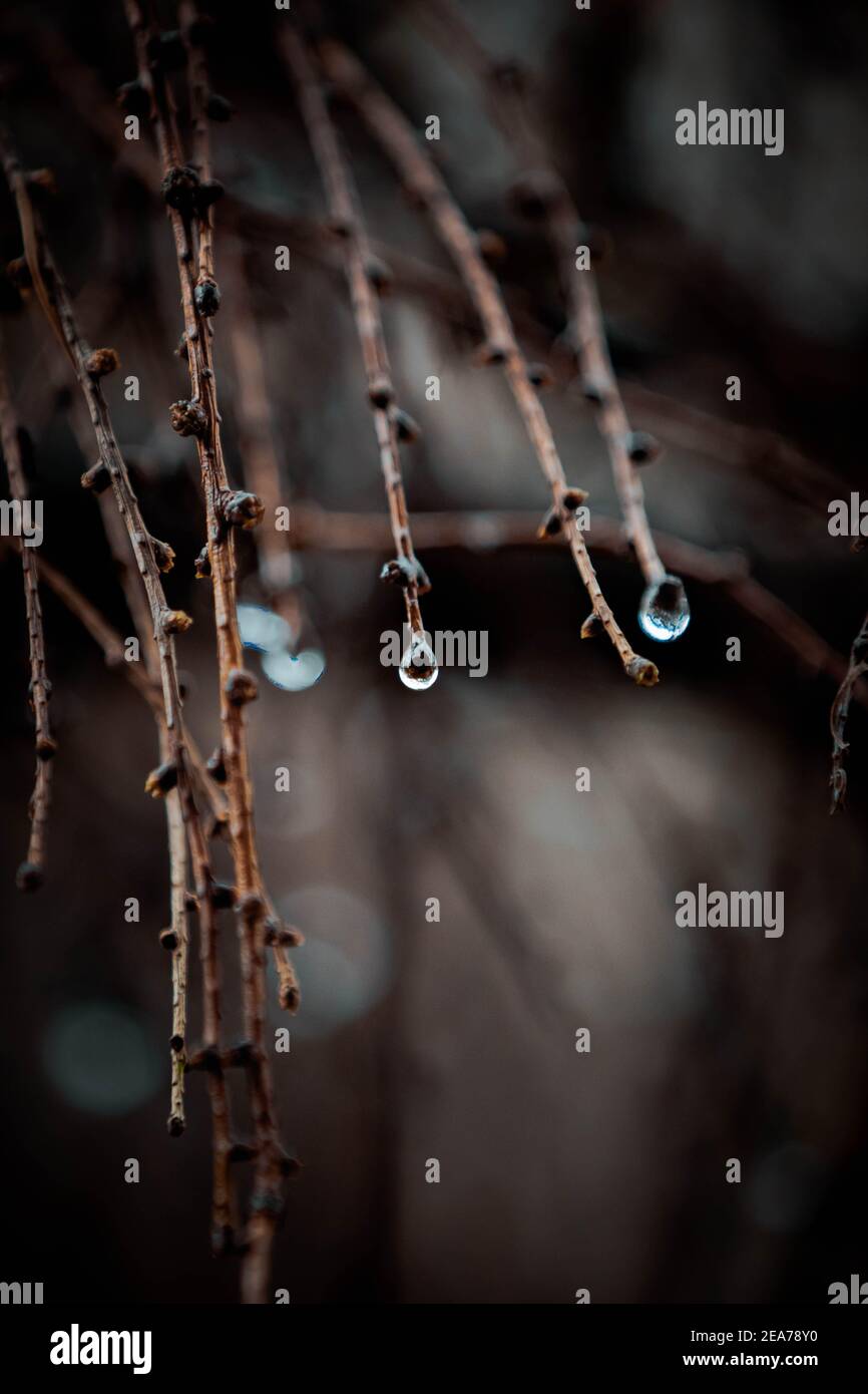 Close shots of a nature Stock Photo