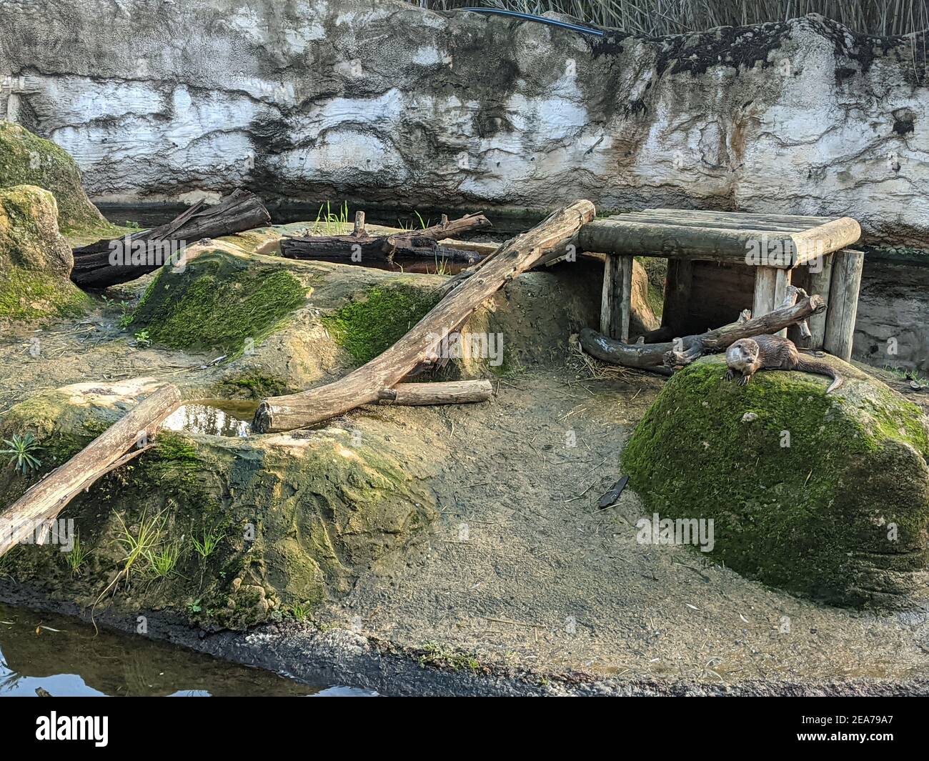 Mossy stone animal hi-res stock photography and images - Alamy
