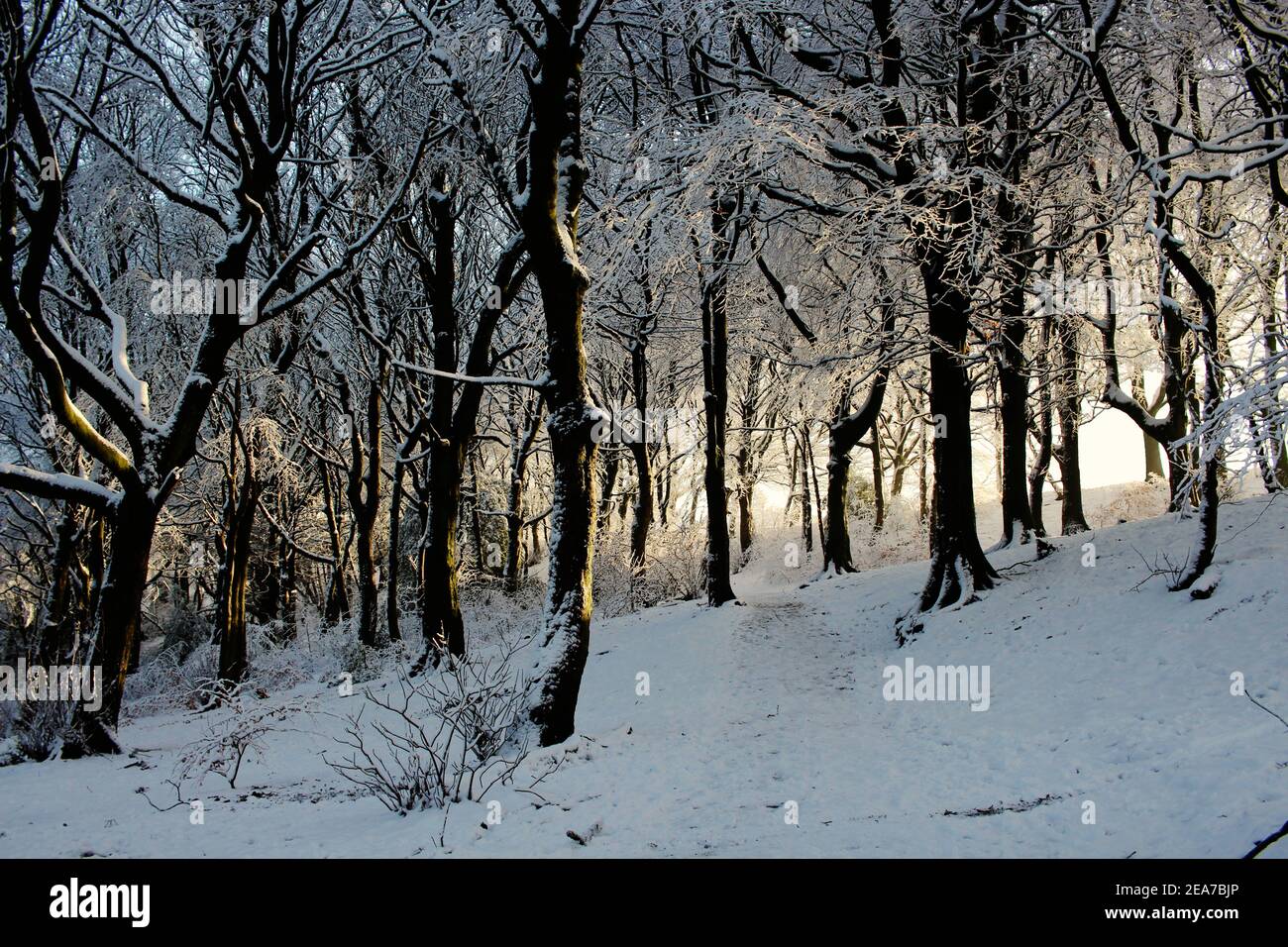 The early morning light glows through the trees on a winter's day in Graves Park, Sheffield, UK Stock Photo