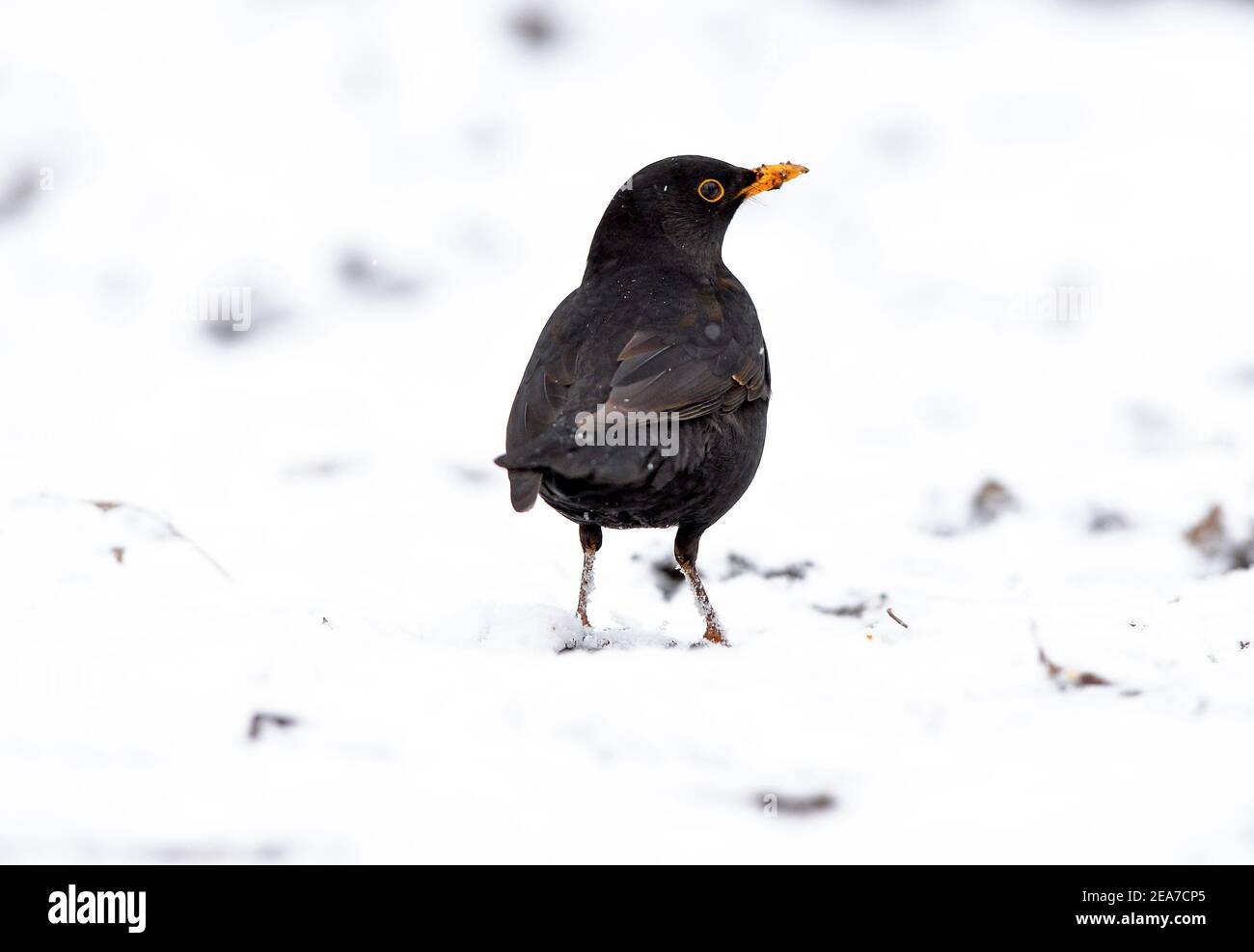 Leicester, Leicestershire, UK 8th Feb 2021. UK. Weather. Snow. A Blackbird in the snow in Leicestershire. Alex Hannam/Alamy Live News Stock Photo