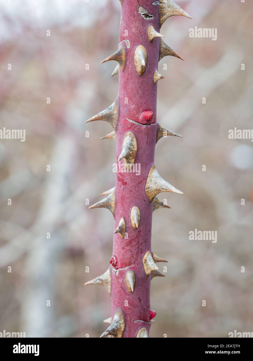 Stem of rose bush with thorns on blurred background. Selective focus