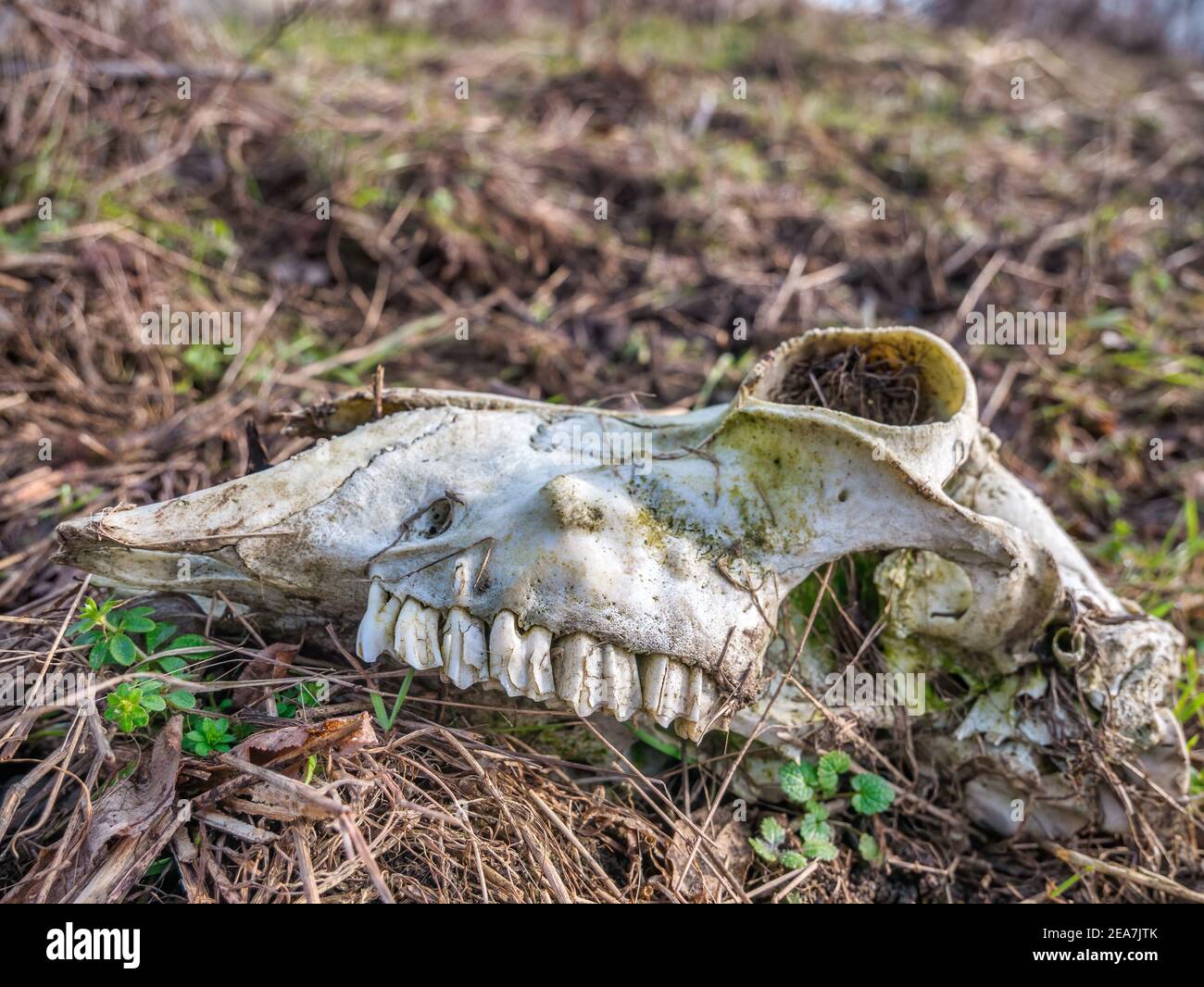 The skull of a dead animal cow or cattle on the ground.. Stock Photo