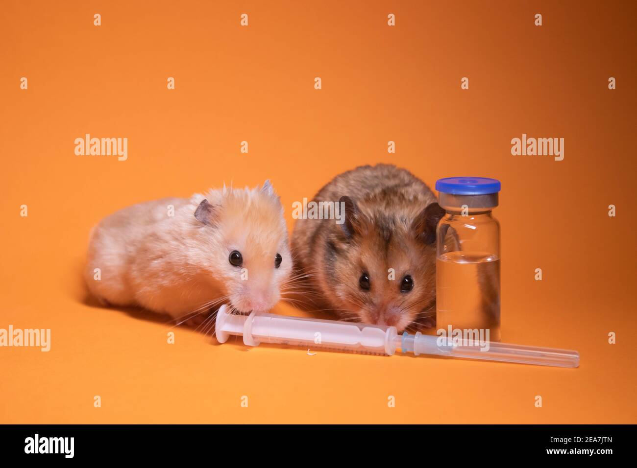 two hamsters-mouse, brown and beige, near medical syringe with a needle ...