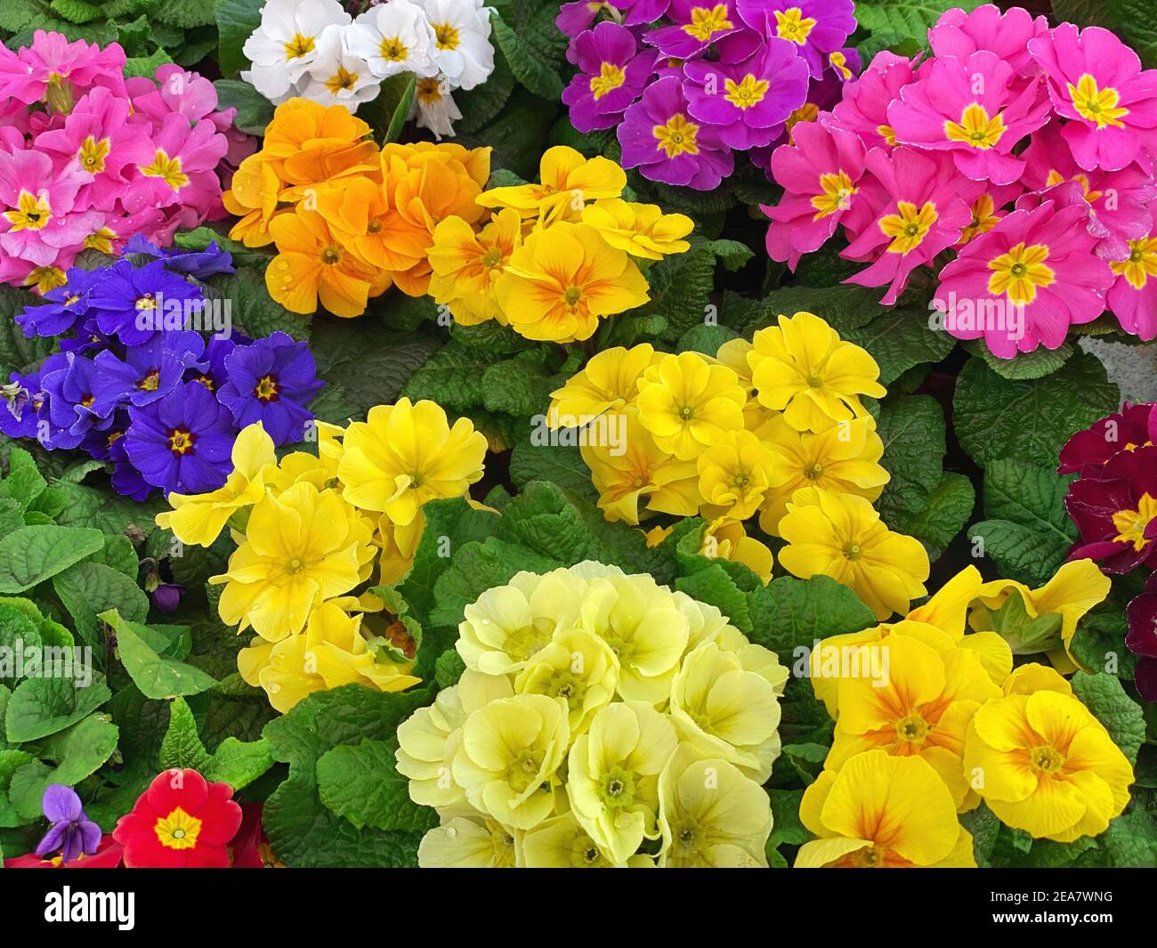 Primula flowers. Floral background. Colorful fresh spring primroses Stock Photo