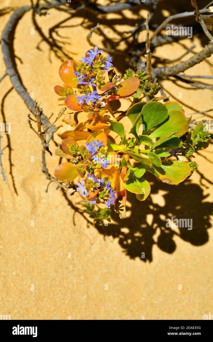 Australia, shining fanflower Stock Photo