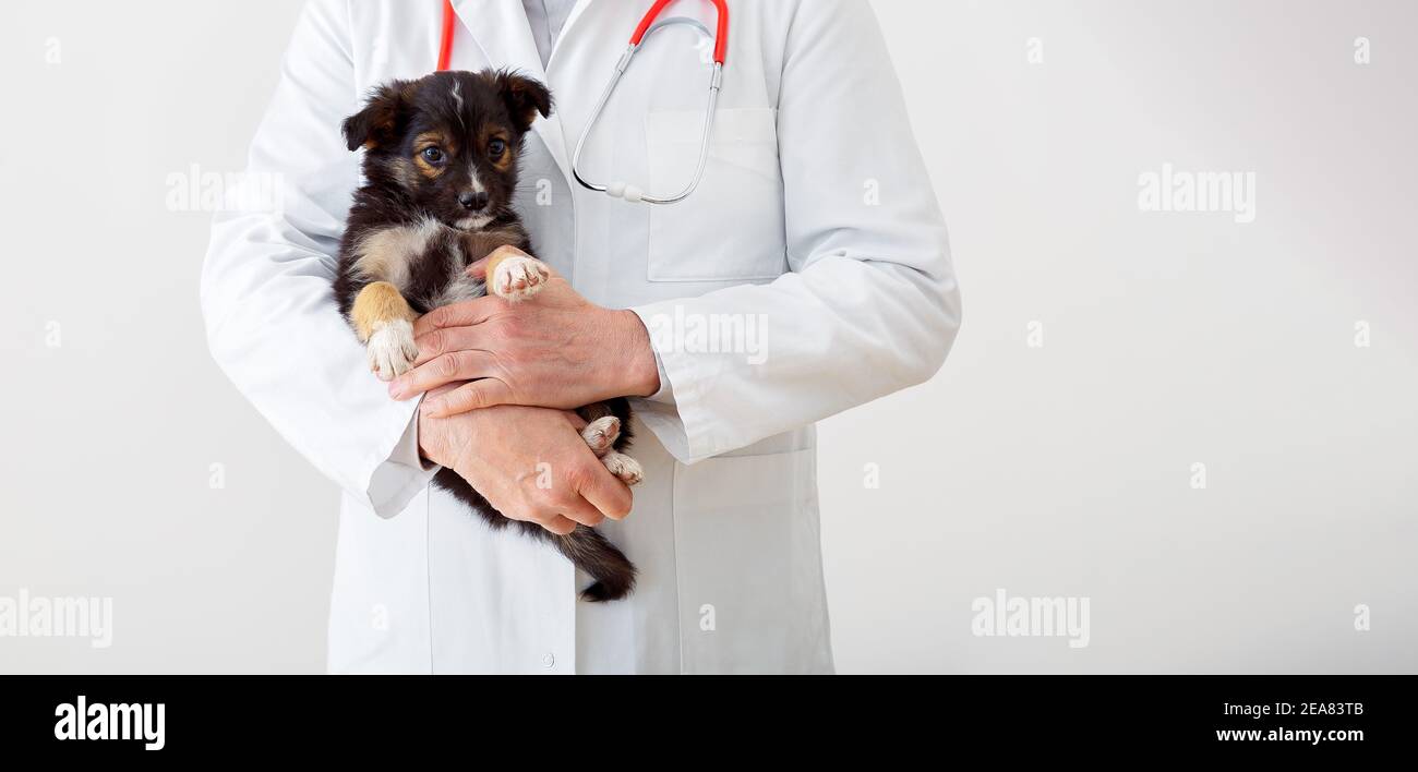 Puppy in doctor hands veterinary clinic. Dog vet check up. Vet doctor holding black puppy to check health, mammal animal pets. Vet doctor with Stock Photo