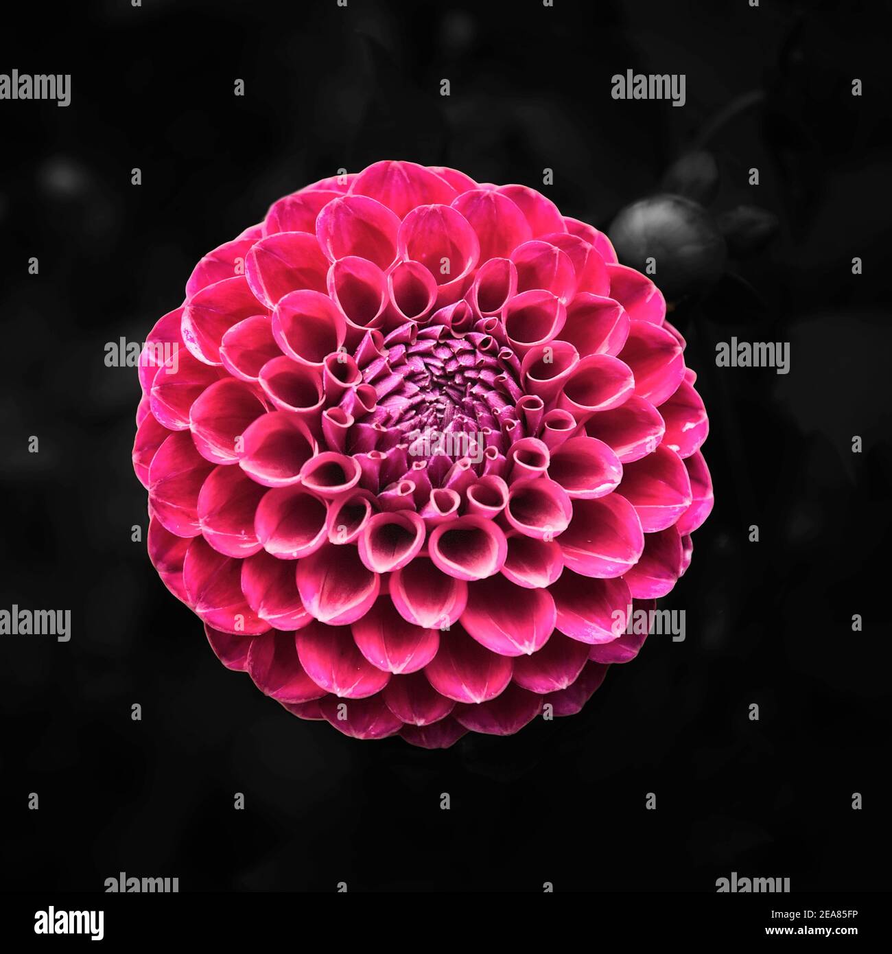 Dahlia in Pink Stock Photo
