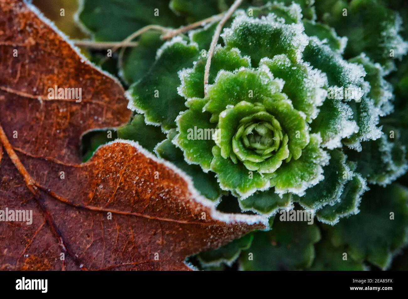 Cold morning Stock Photo