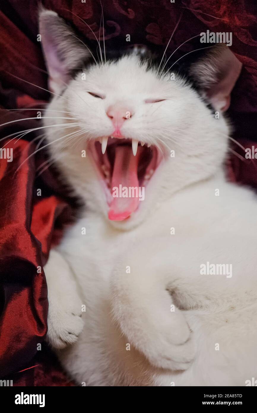 Kitten Yawns Stock Photo