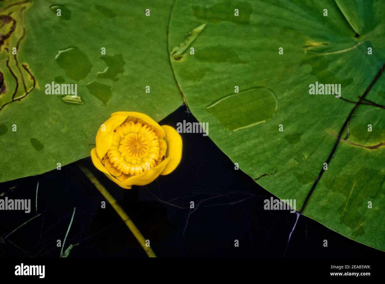 Water Lilly Stock Photo