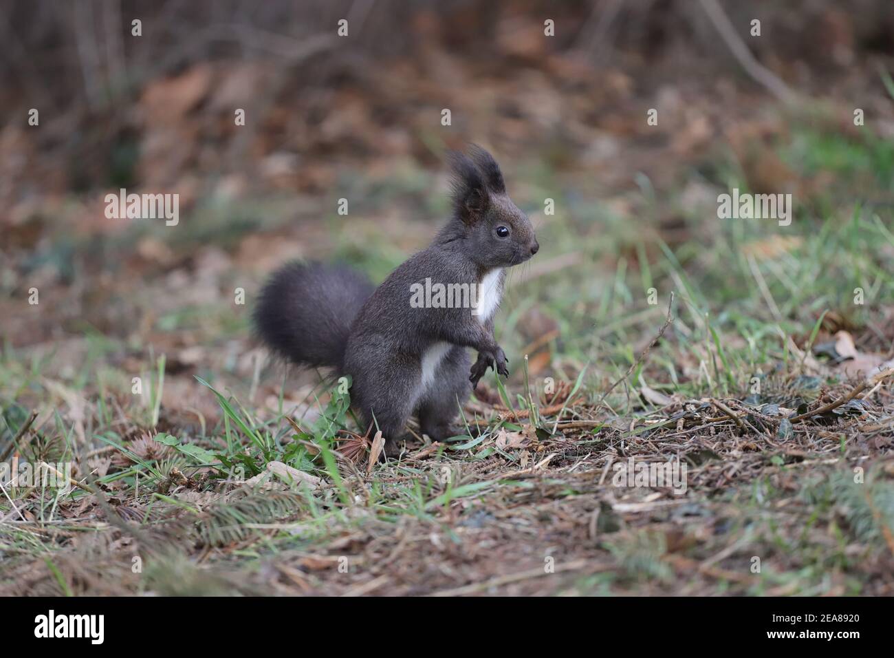 Squirrel stands on the ground upright Stock Photo