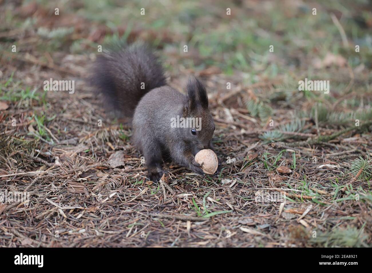 A squirrel stands on the ground holding a walnut with its paws Stock Photo