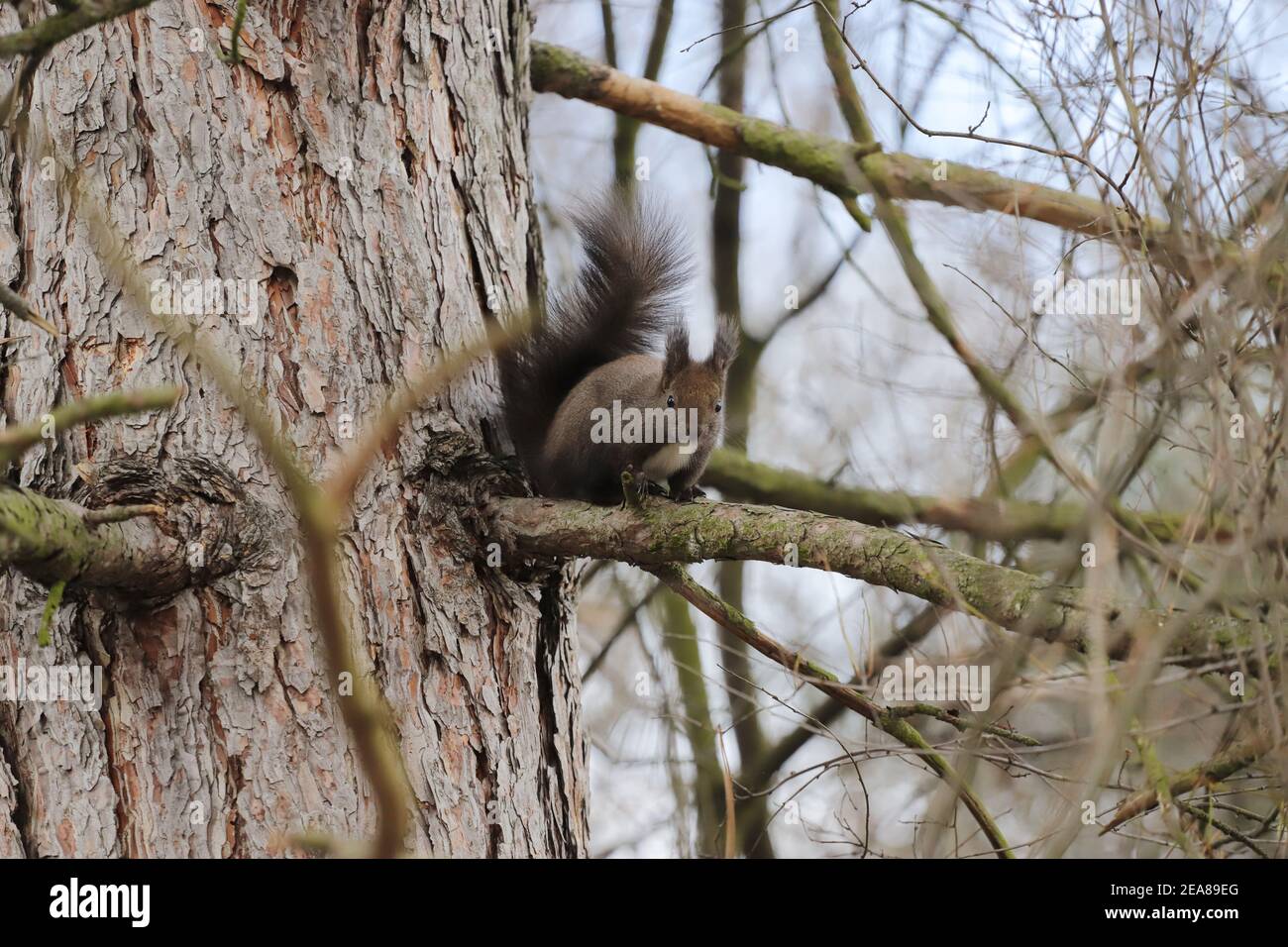 Squirrel stands on a tree branch Stock Photo
