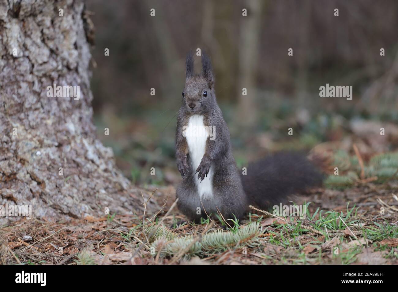 Squirrel stands on the ground upright Stock Photo
