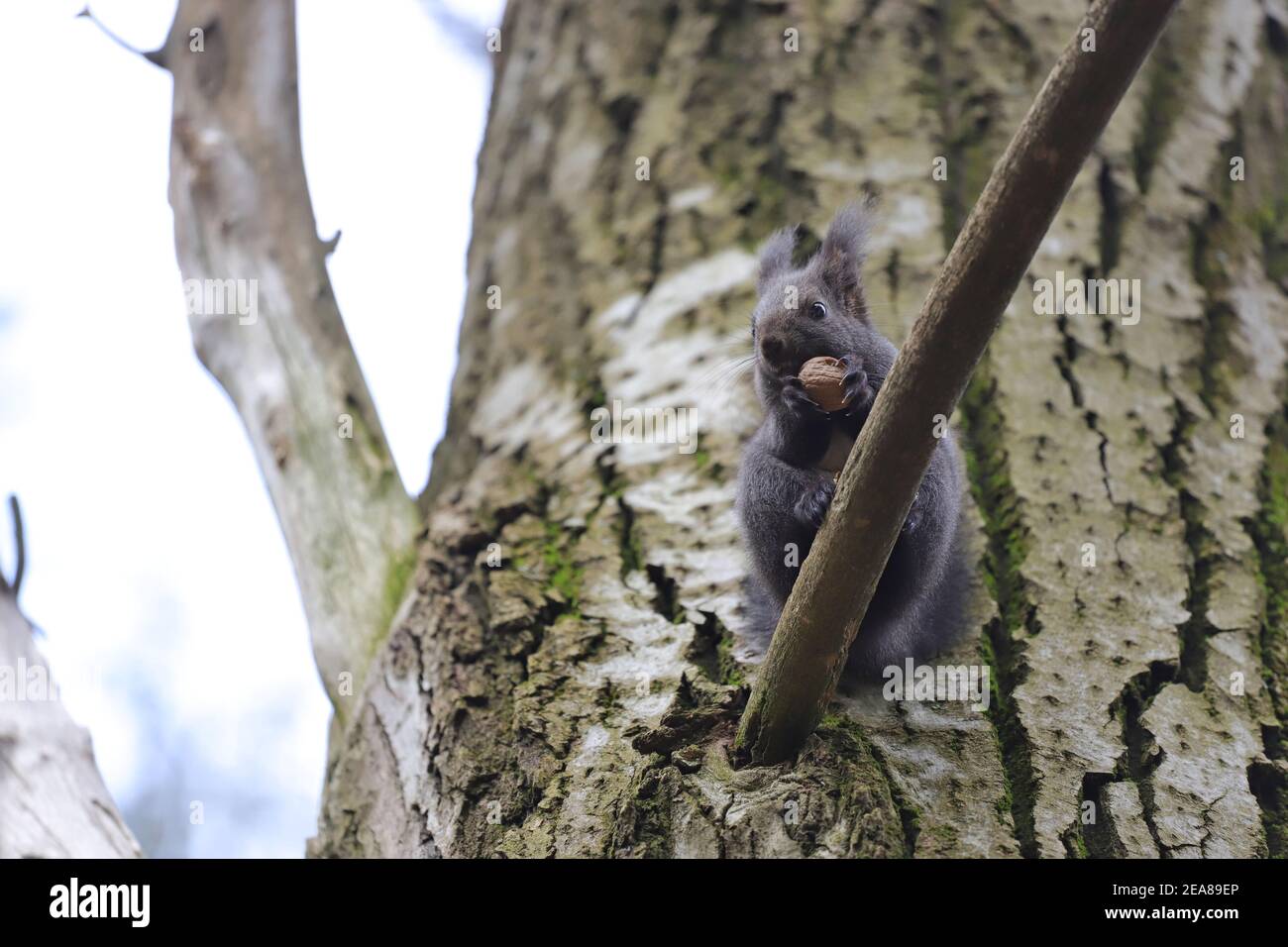 Squirrel stands on a branch cracks and eats a walnut Stock Photo