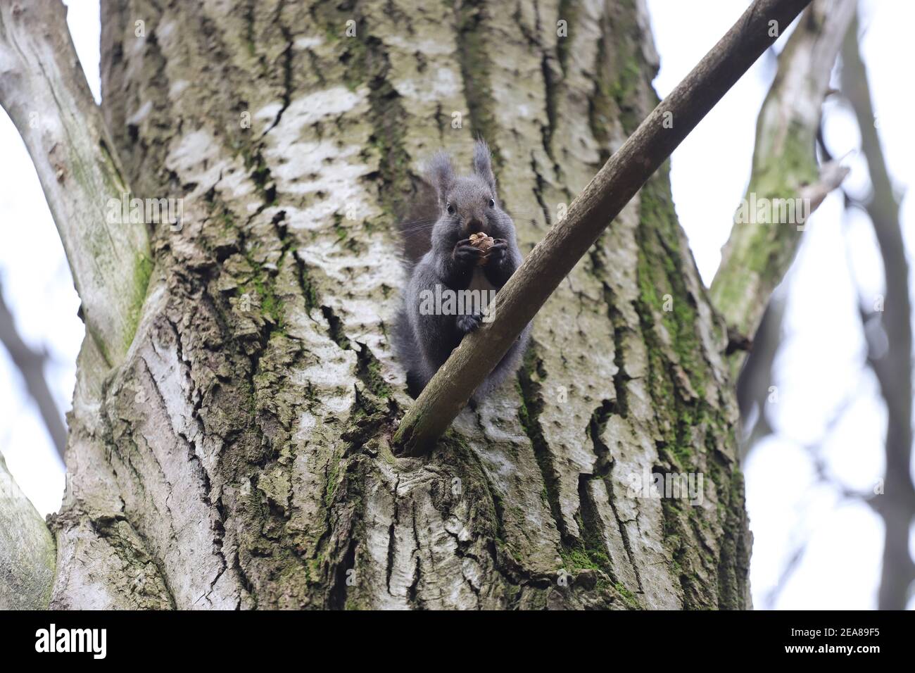 Squirrel stands on a branch cracks and eats a walnut Stock Photo Alamy
