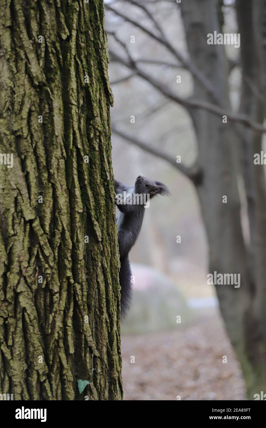 A cute squirrel climbs a tree trunk Stock Photo