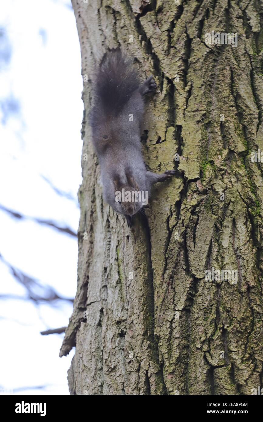 A cute squirrel climbs a tree trunk Stock Photo