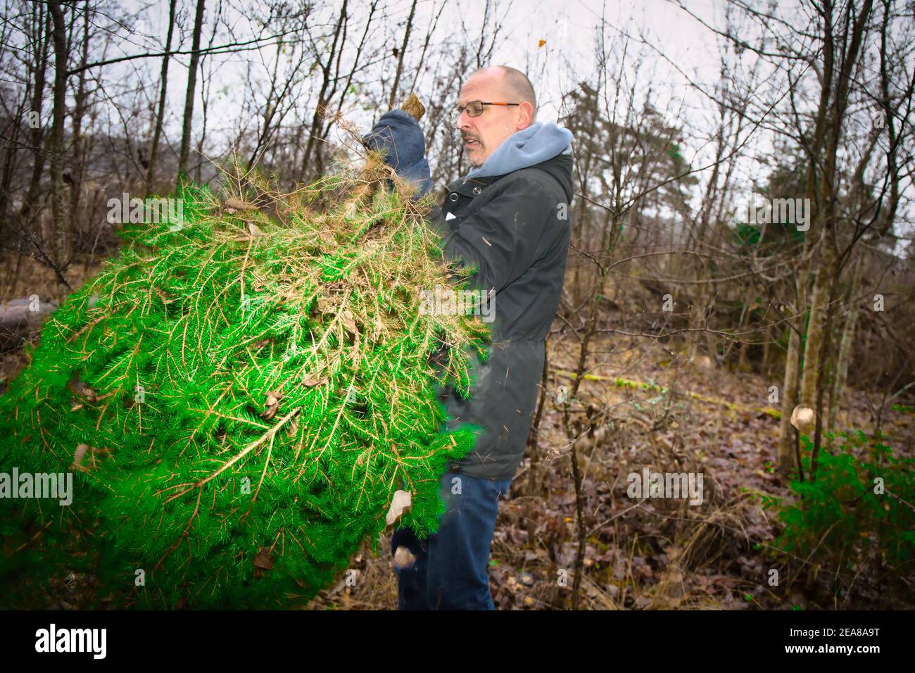Middle aged man holding newly cut fir tree to be used as Christmas tree, Sweden. Concept of lifestyle, nature, Scandinavia Stock Photo
