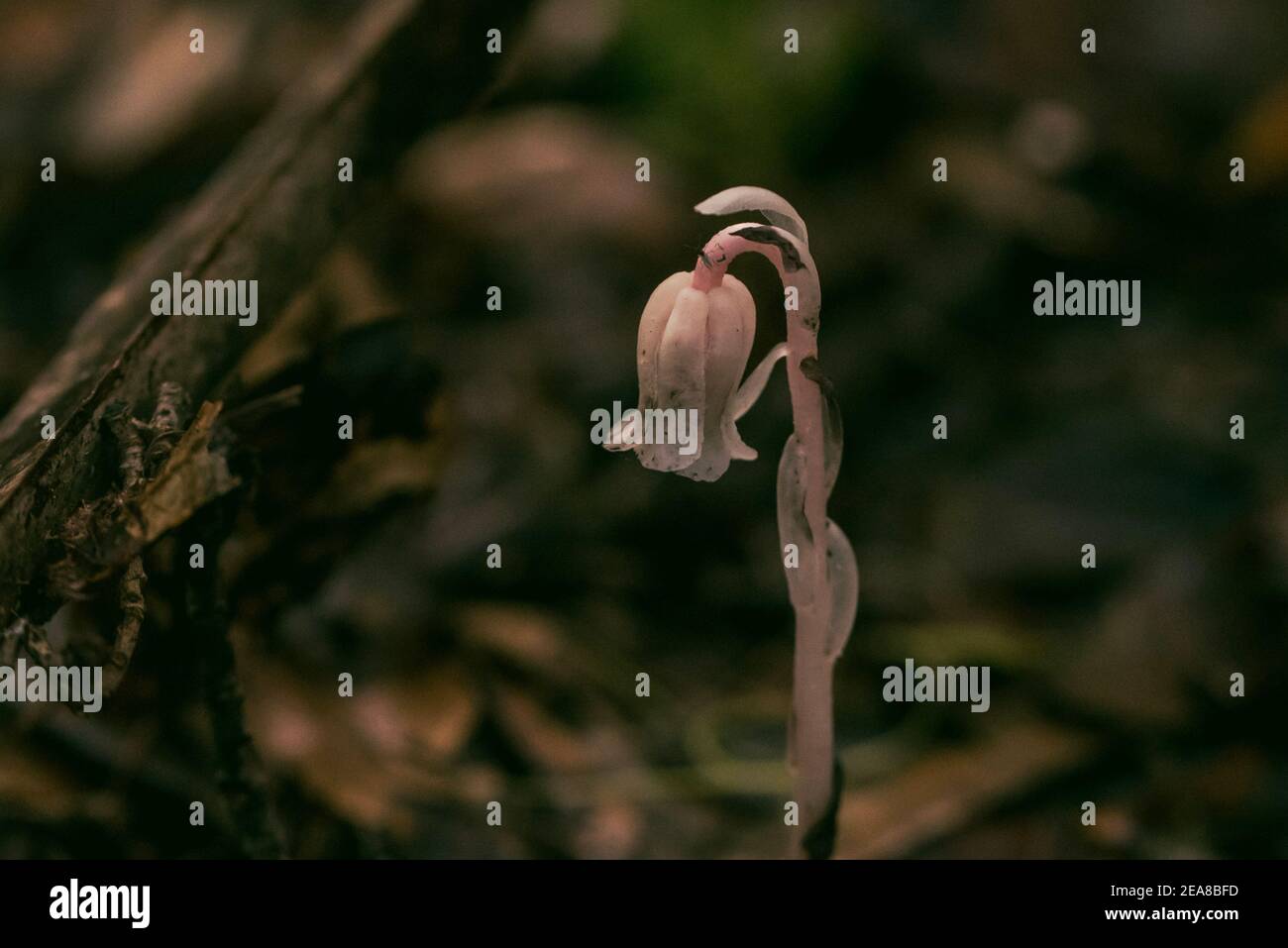 ghost pipe showing her beauty in florida Stock Photo Alamy