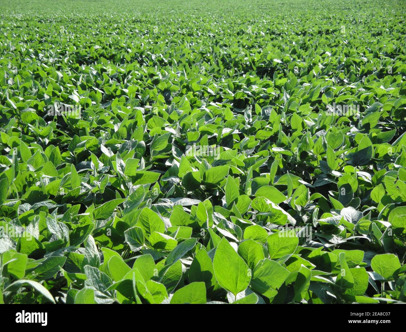 A soybean field in Ontario, Canada Stock Photo Alamy