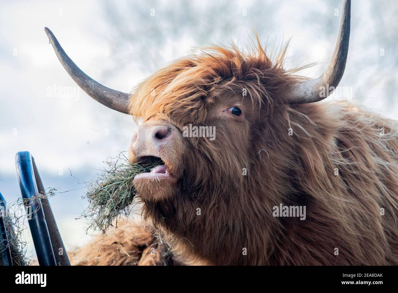 Highland Cattle eating grass Stock Photo Alamy