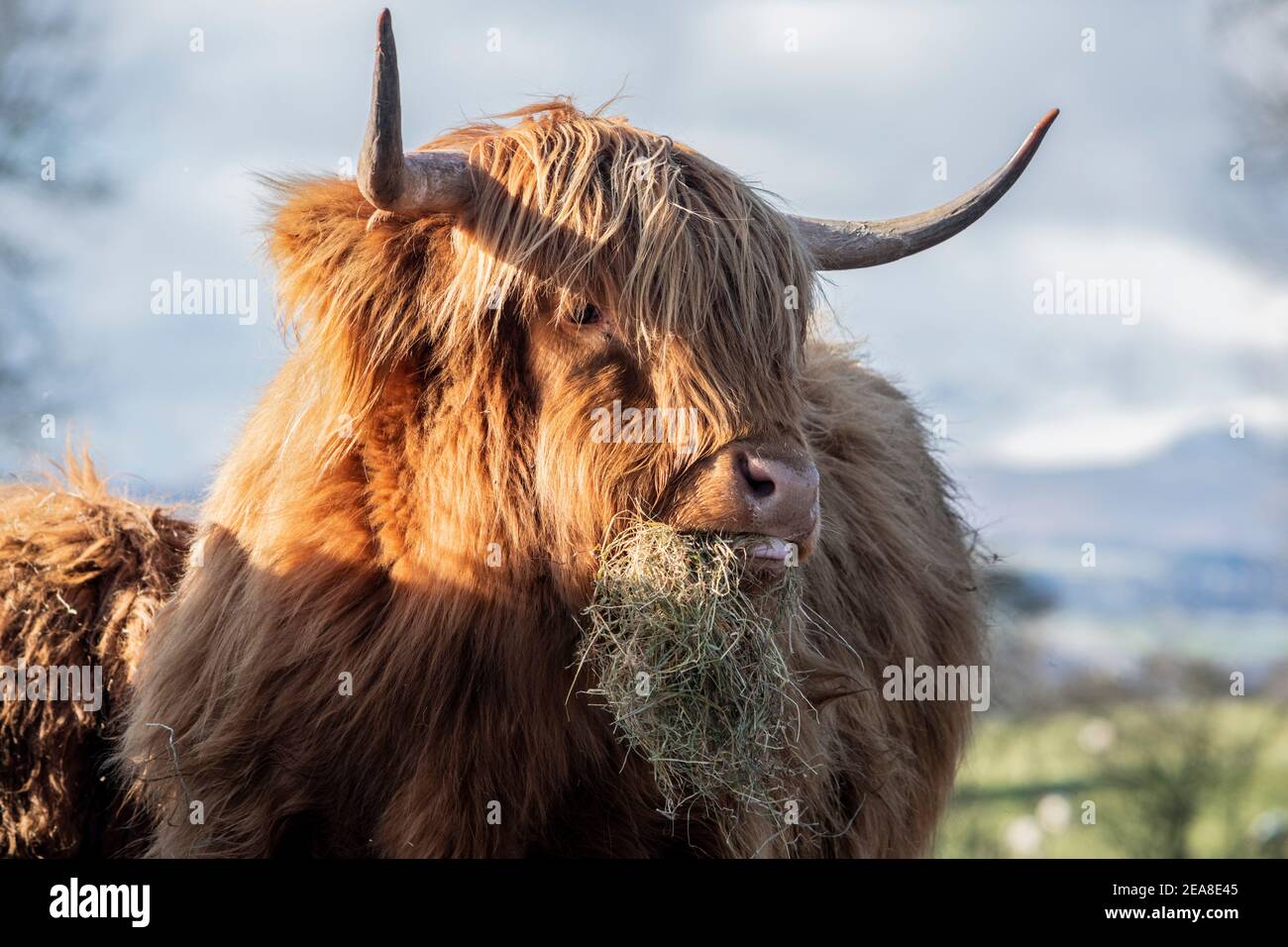 Highland Cattle eating grass Stock Photo