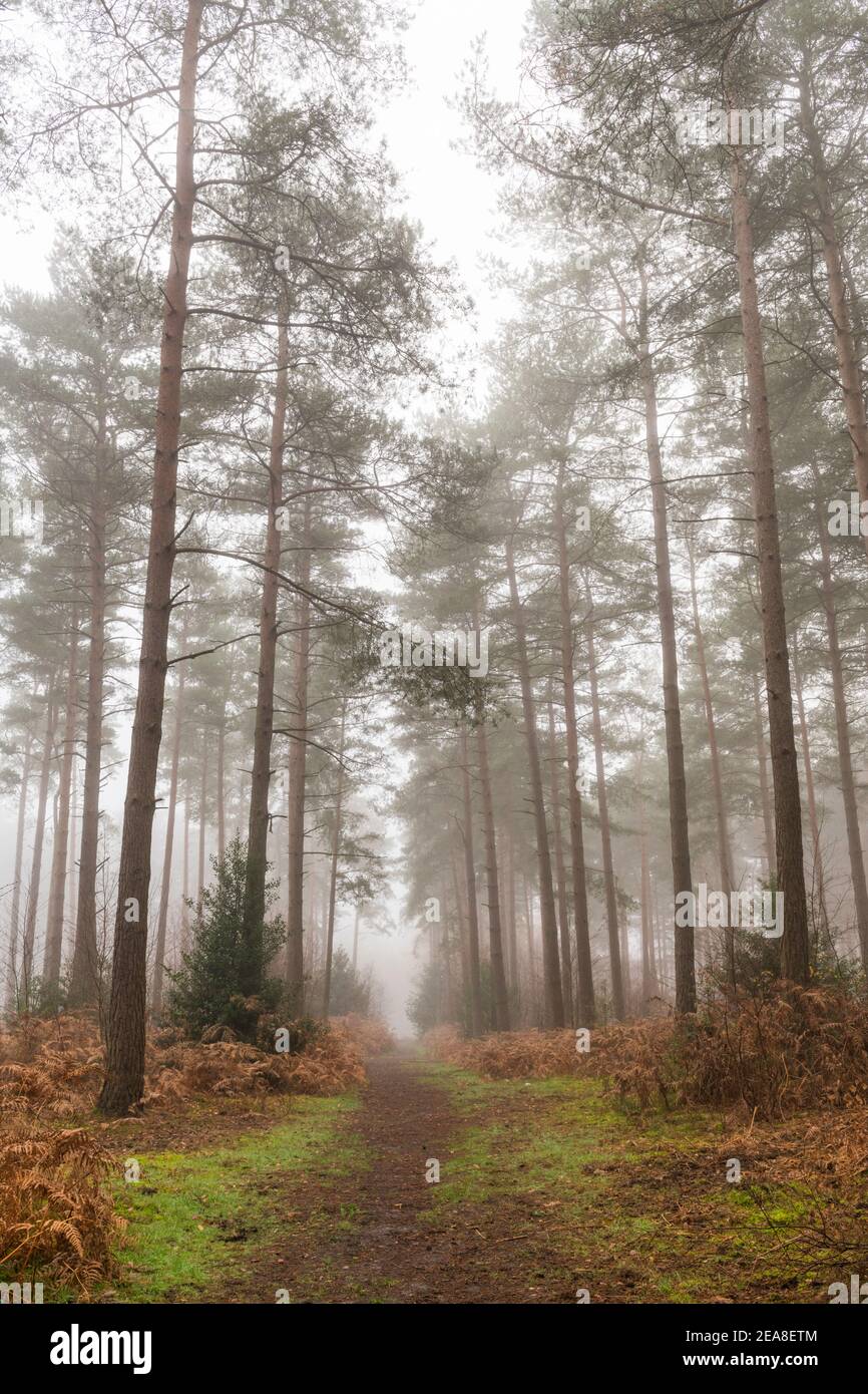 Beautiful trees early on a misty morning Stock Photo