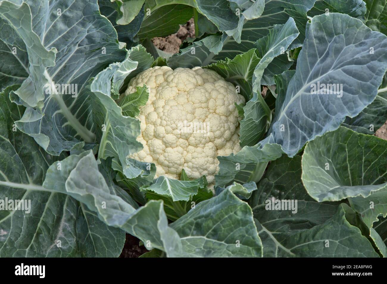 Organic mature Cauliflower 'Brassica oleracea var. botrytis' field crop,  Riverside County, California. Stock Photo