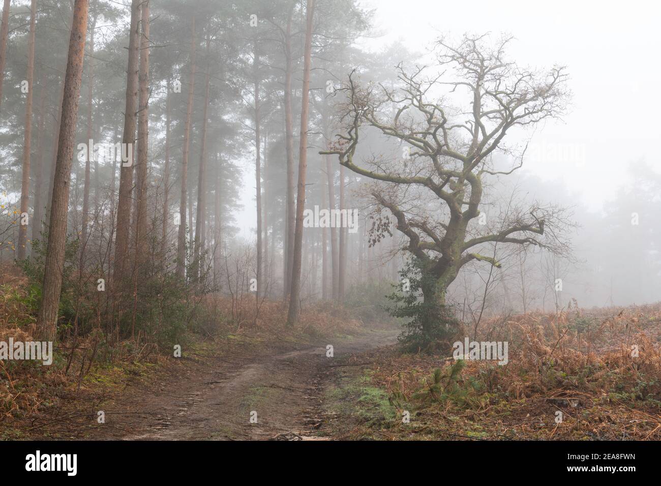 Beautiful trees early on a misty morning Stock Photo
