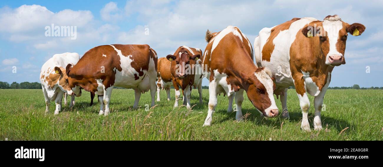 red and white cows in green grassy dutch meadow under blue sky with white clouds Stock Photo