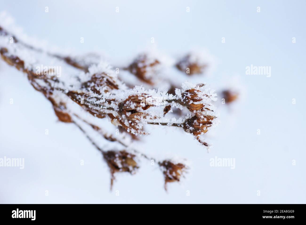 Macro of flowering plant covered in snowflakes or frost Stock Photo
