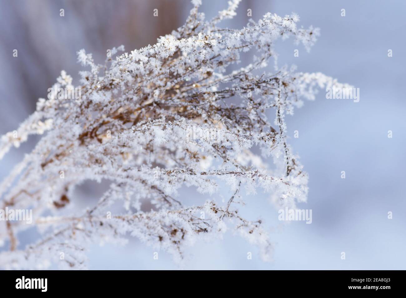 Beautiful macro of flowering plant covered in snowflakes and frost, winter concept Stock Photo