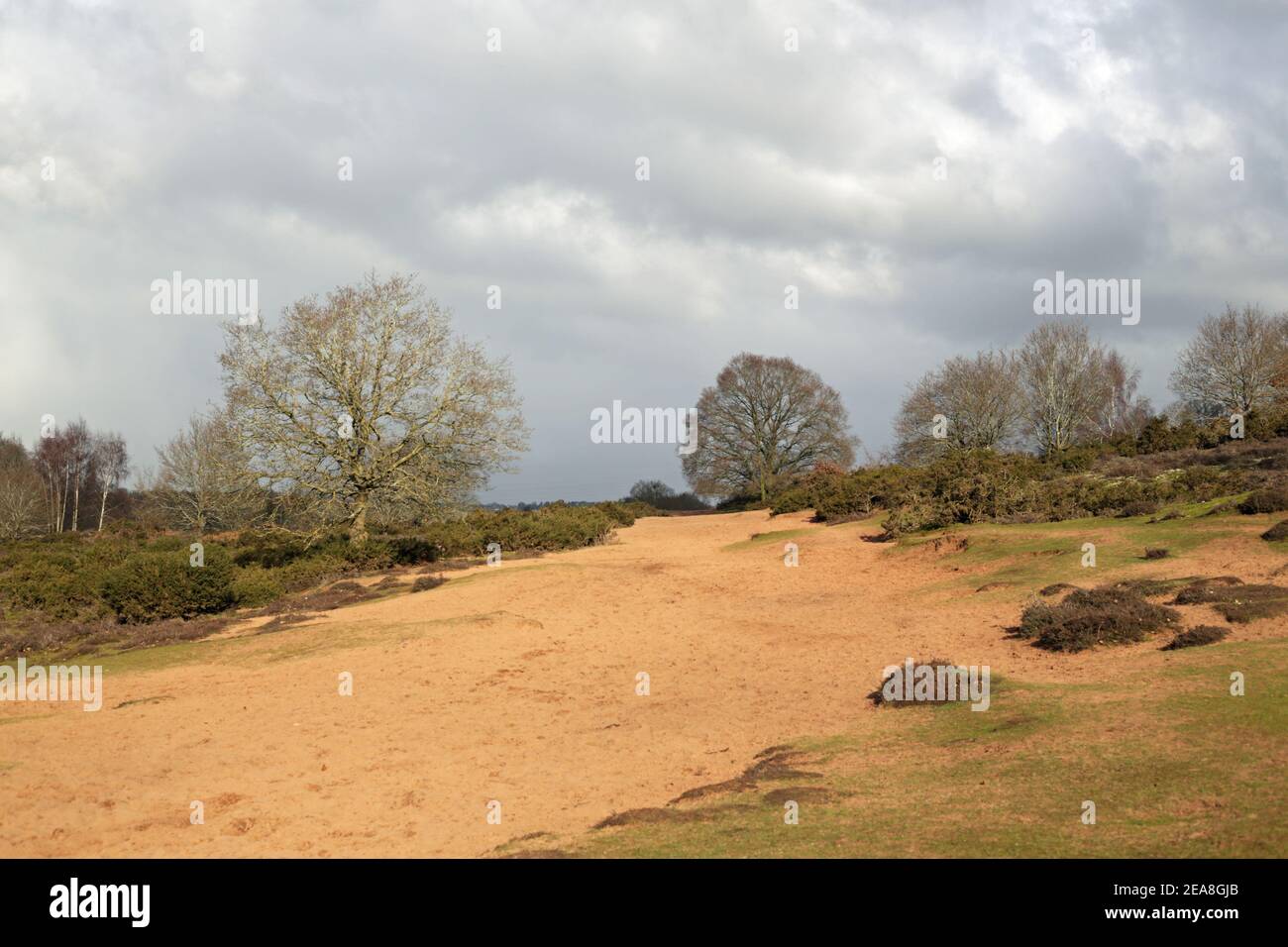 Hartlebury common, an area of lowland heath near Stourport on Severn, Worcestershire, England, UK. Stock Photo