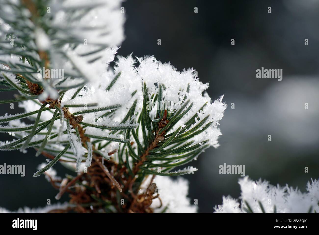 White spruce tree covered in snow flakes macro Stock Photo