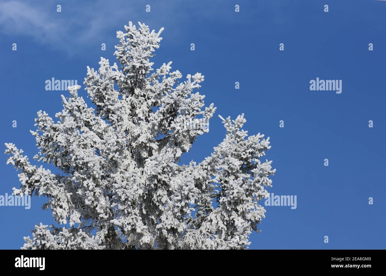 Spruce tree with light snow cover and blue sky Stock Photo
