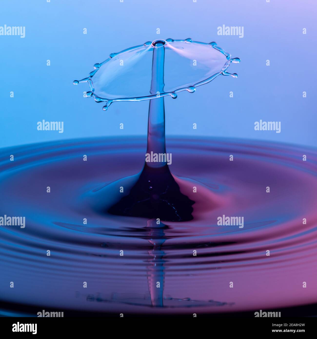 High speed capture of water drops colliding in pink and blue Stock Photo
