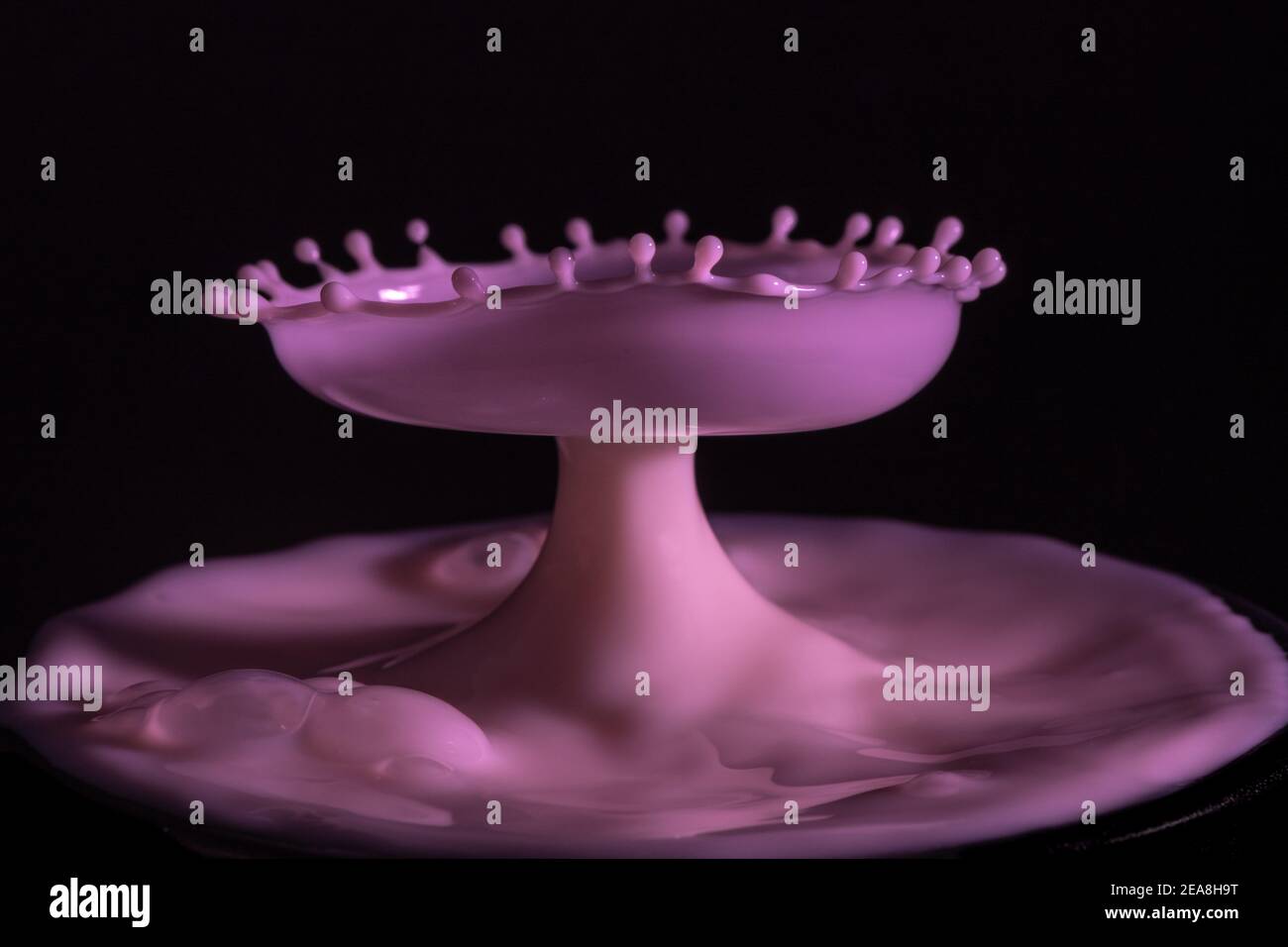 High speed shot of milk drops colliding and creating a splash in deep pink Stock Photo