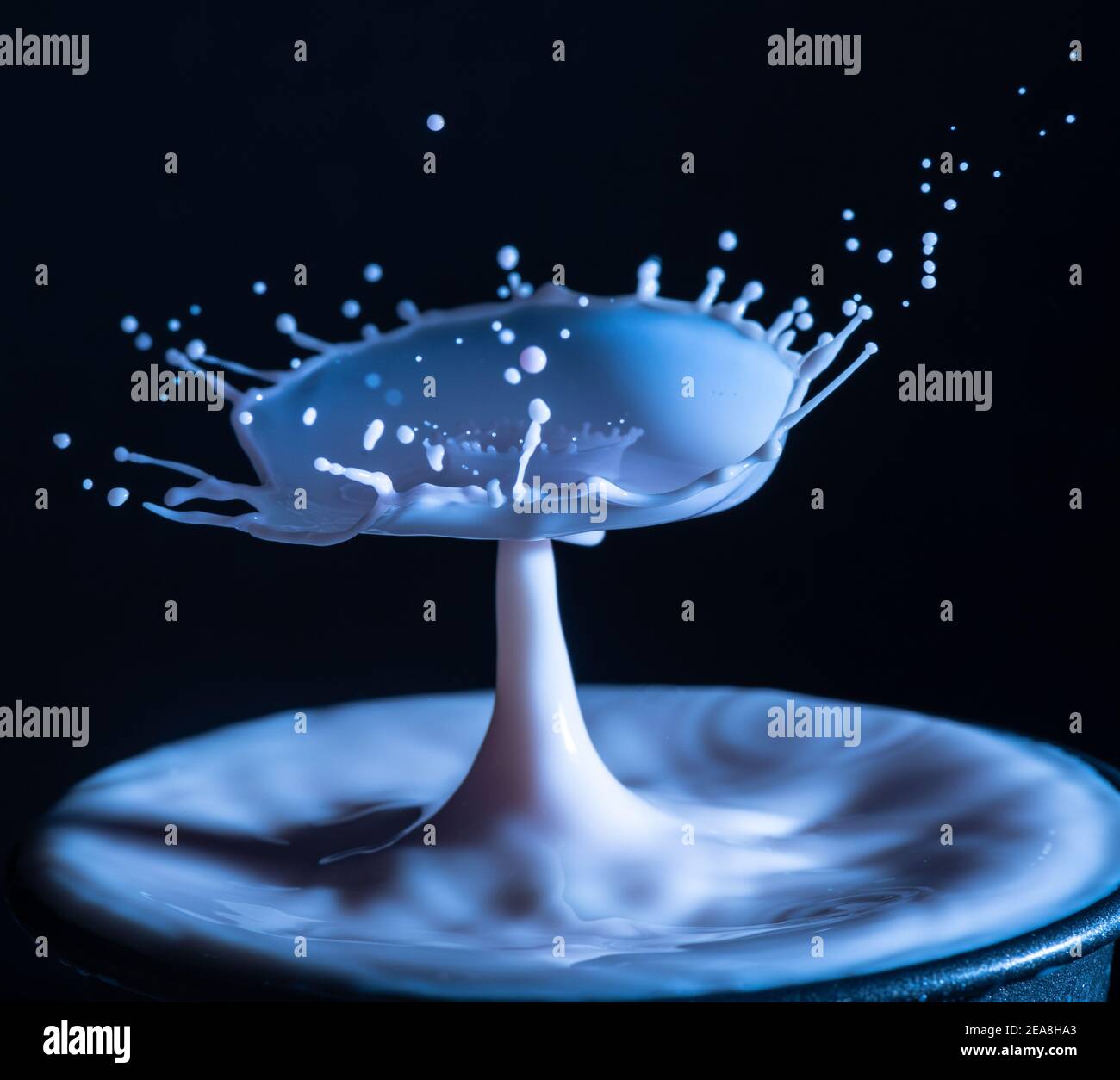 High speed shot of milk drops colliding and creating a splash in pink and blue Stock Photo