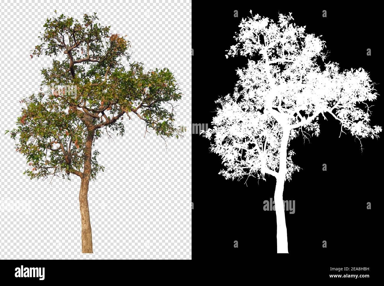 Tree With Alpha Tree on transparent background picture and alpha channel with clippings ...