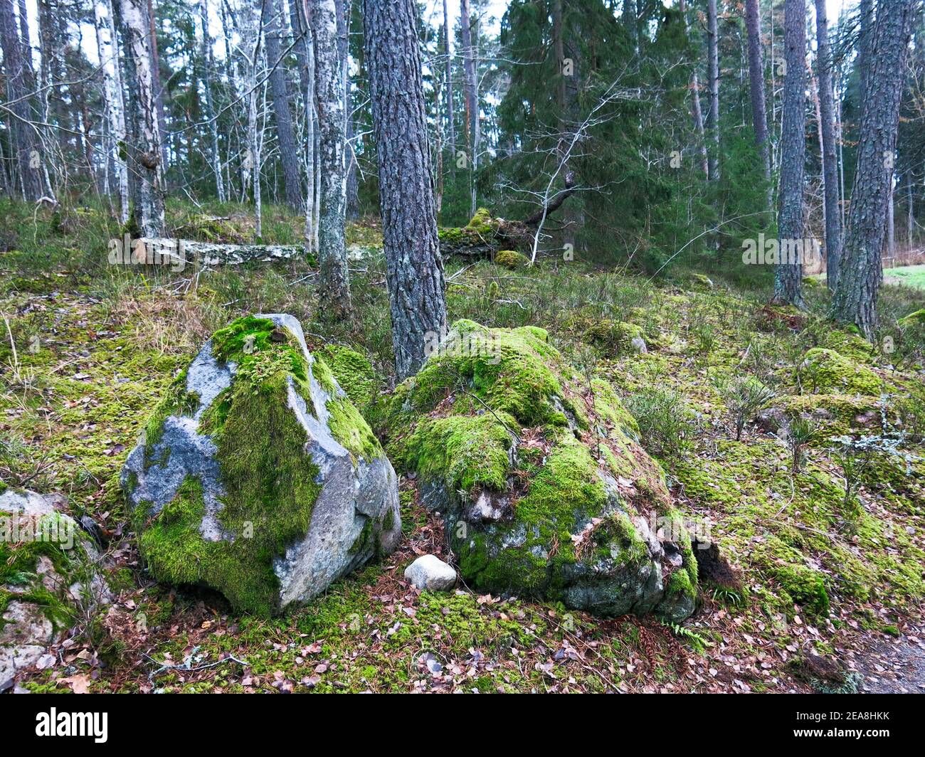 MOSSES  Bryophyta on stones in forest Stock Photo