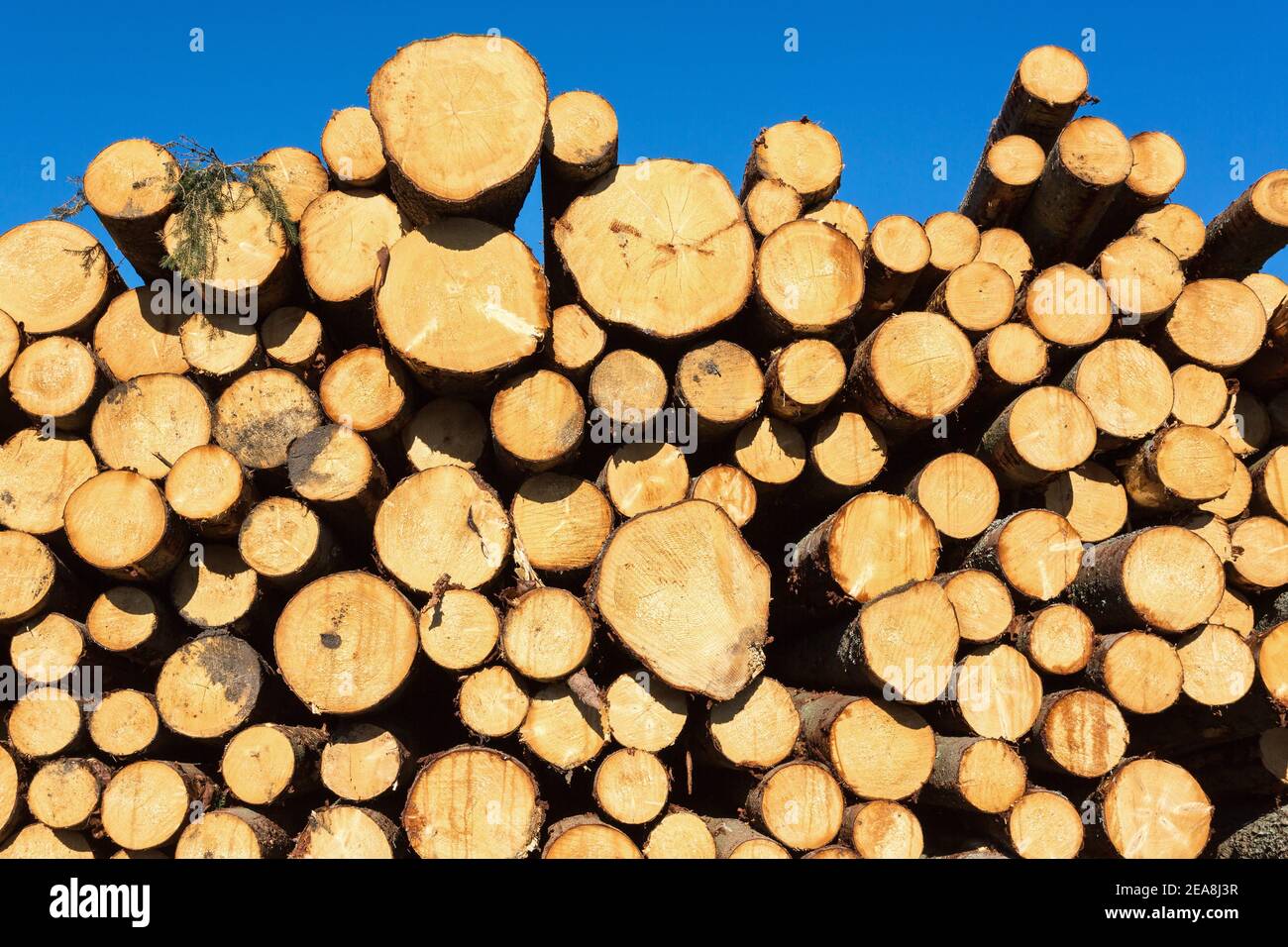 Spruce stack storage in the forest Stock Photo Alamy