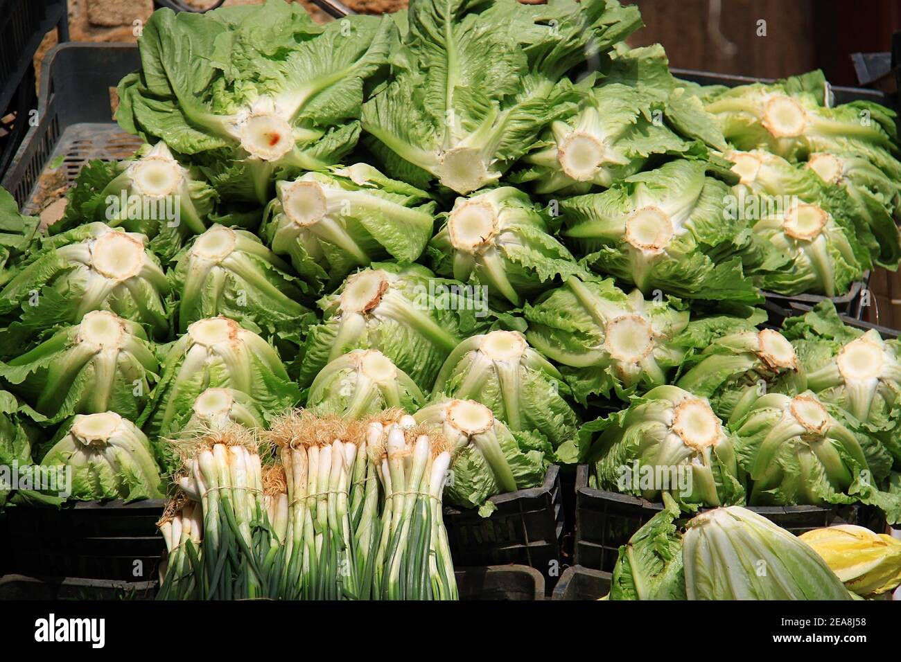 A piled heap of lettuce heads in a grocery store Stock Photo Alamy