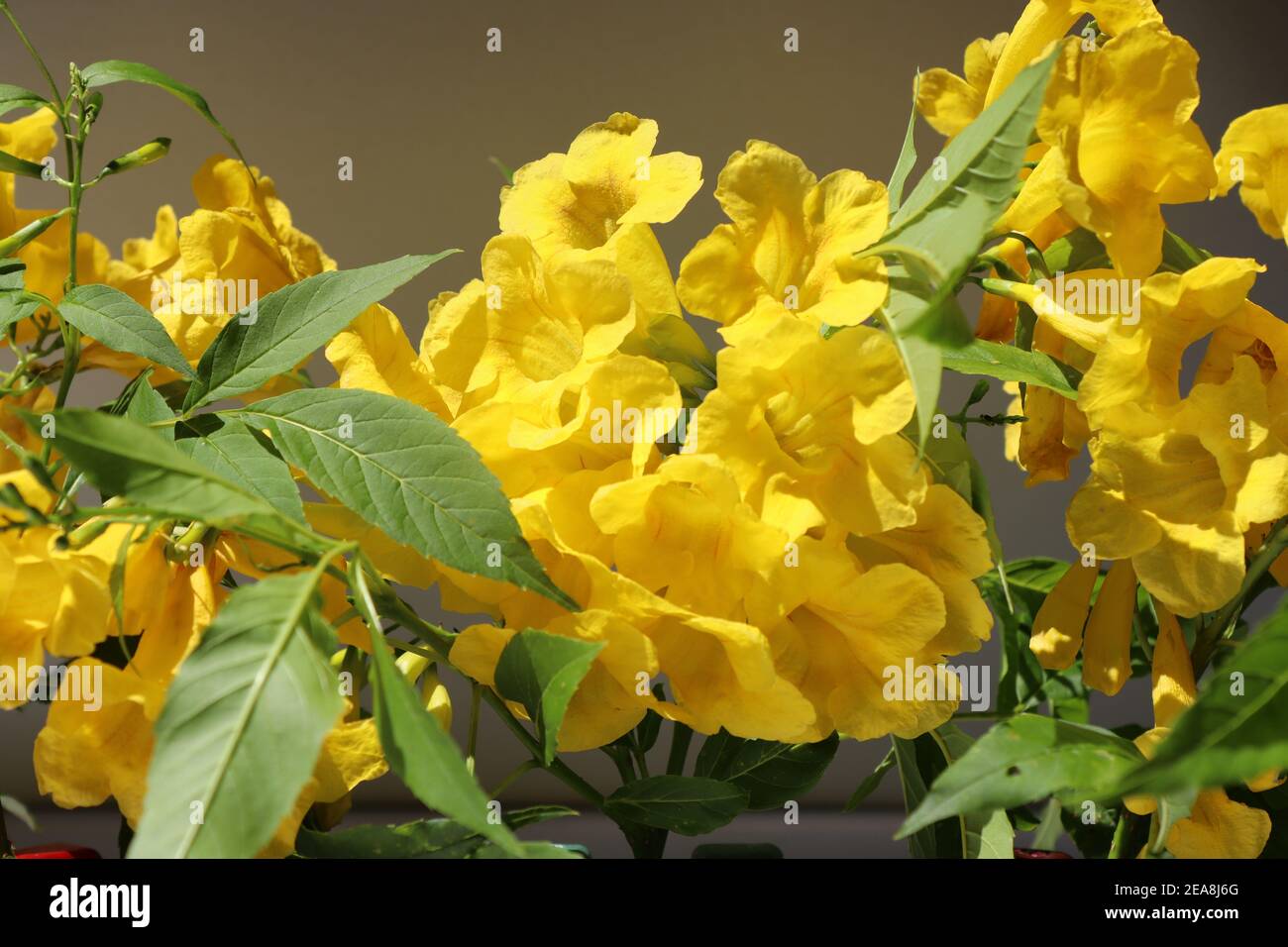 Nature has given real yellow color through these petals of flowers. Stock Photo