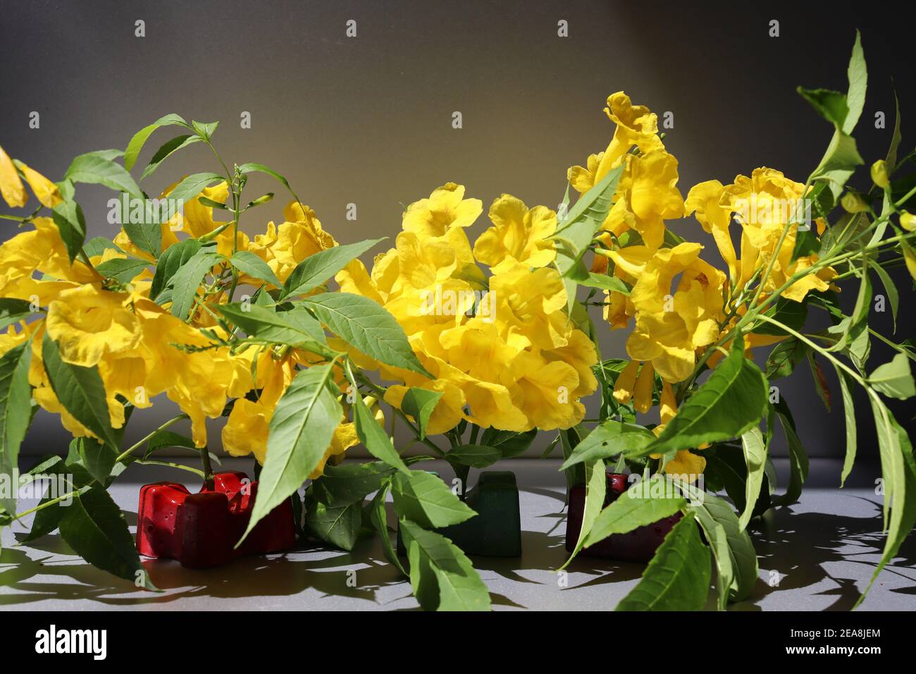 Nature has given real yellow color through these petals of flowers. Stock Photo