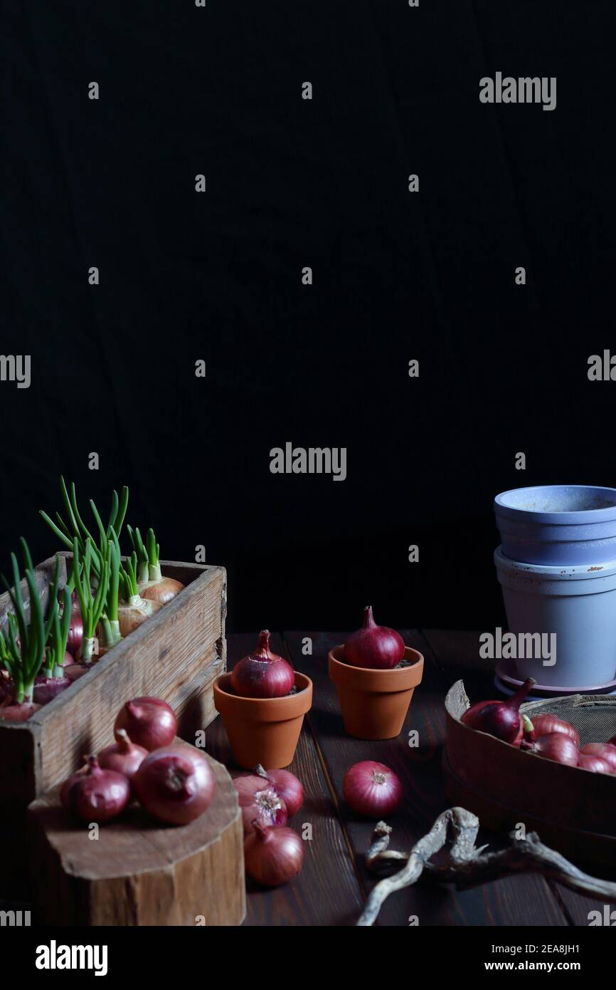 Indoor house gardening, planting bulbs of red onions for spring green sprouts food, dark moody background, part of the body crop with no face, vertica Stock Photo