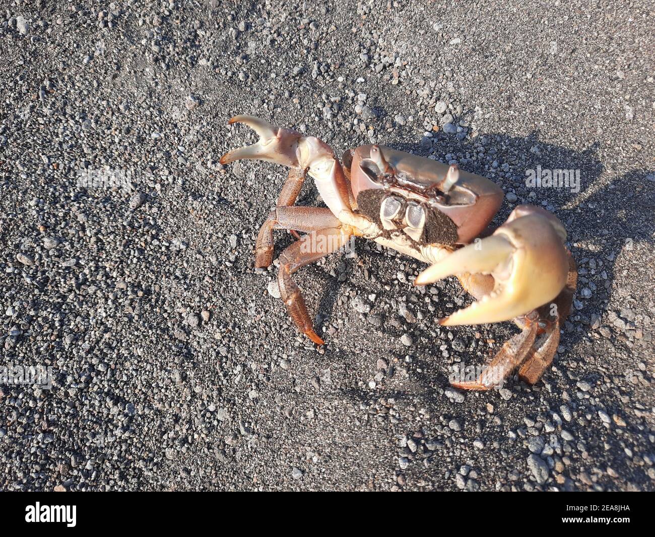 Pregnant crustacean hires stock photography and images Alamy