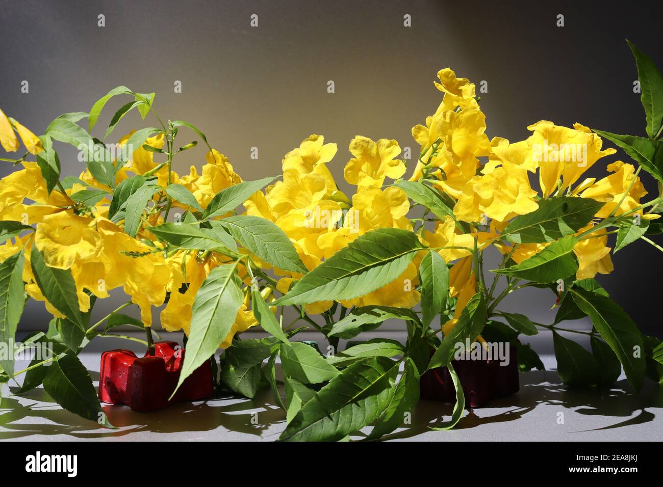 Nature has given real yellow color through these petals of flowers. Stock Photo